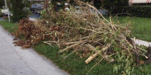 Leaf Cleanup, Yard Clean Up, Seasonal Yard Clean up, Spring Clean Up, Fall Clean Up, Free Estimate