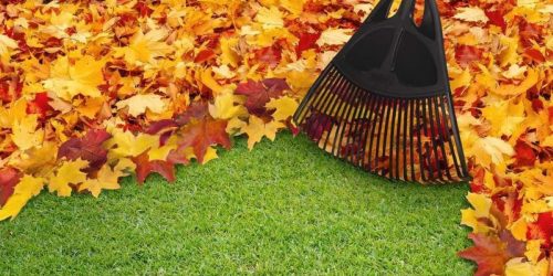 Leaf Cleanup, Yard Clean Up, Seasonal Yard Clean up, Spring Clean Up, Fall Clean Up, Free Estimate