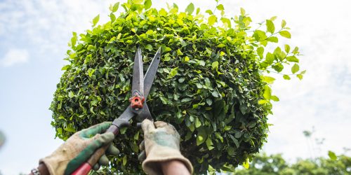 Leaf Cleanup, Yard Clean Up, Seasonal Yard Clean up, Spring Clean Up, Fall Clean Up, Free Estimate